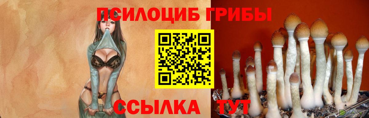 Псилоцибиновые грибы Psilocybe Лянтор